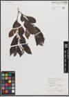 Foto von Salix cinerea L.
